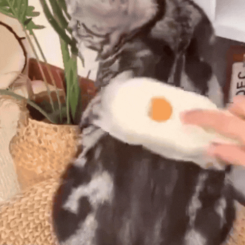 Escova a Vapor 3 em 1 para cães e gatos